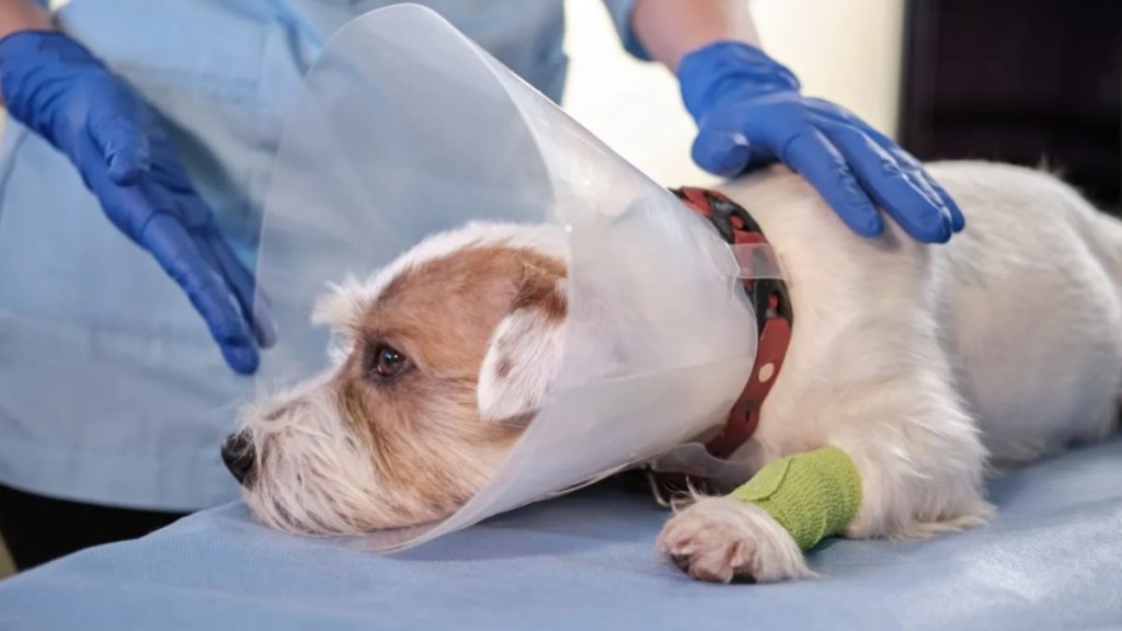dog shot in face undergoes jaw surgery