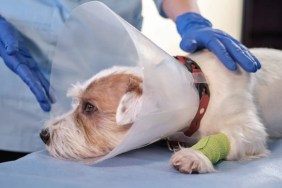 dog shot in face undergoes jaw surgery