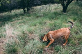 A dog smelling a hole in a wooded area, a Florids dog found skeletal remains in the woods