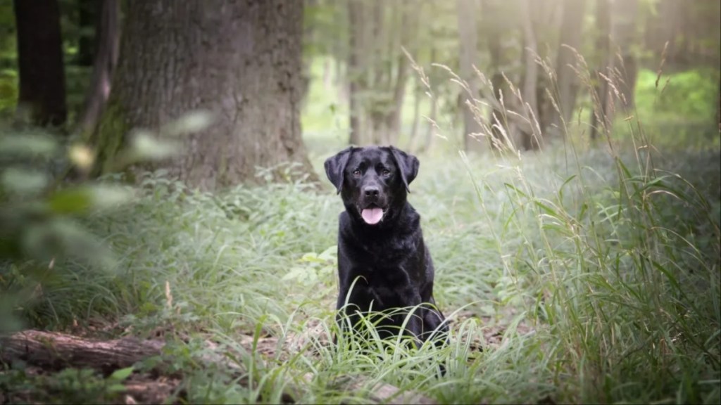 A black Labrador Retriever in the woods with tongue out, like the dog caught in the middle of the dog walker shooting in Perthshire, Scotland