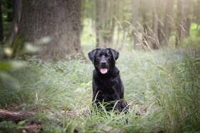 A black Labrador Retriever in the woods with tongue out, like the dog caught in the middle of the dog walker shooting in Perthshire, Scotland