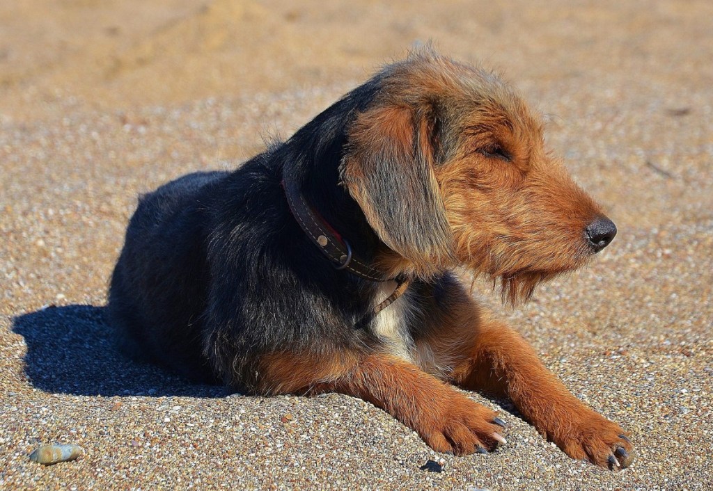 An Airedale Terrier puppy sitting.