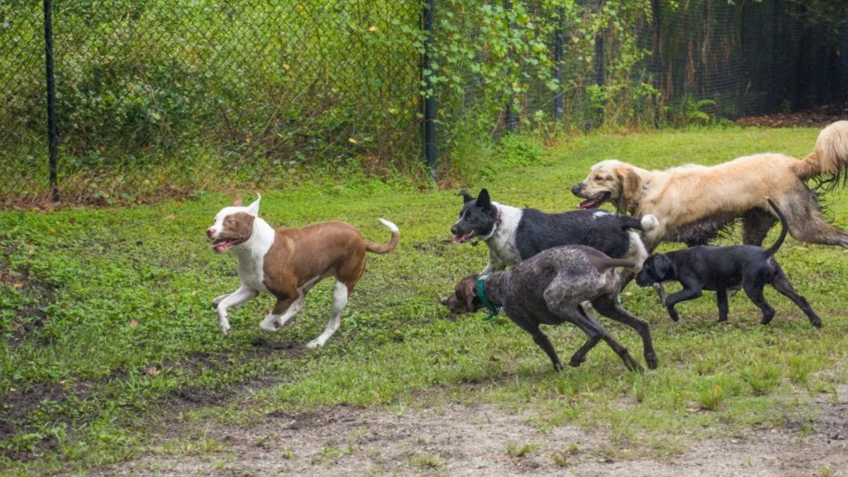 Dogs Surrendered After Attacking 7YearOld Child