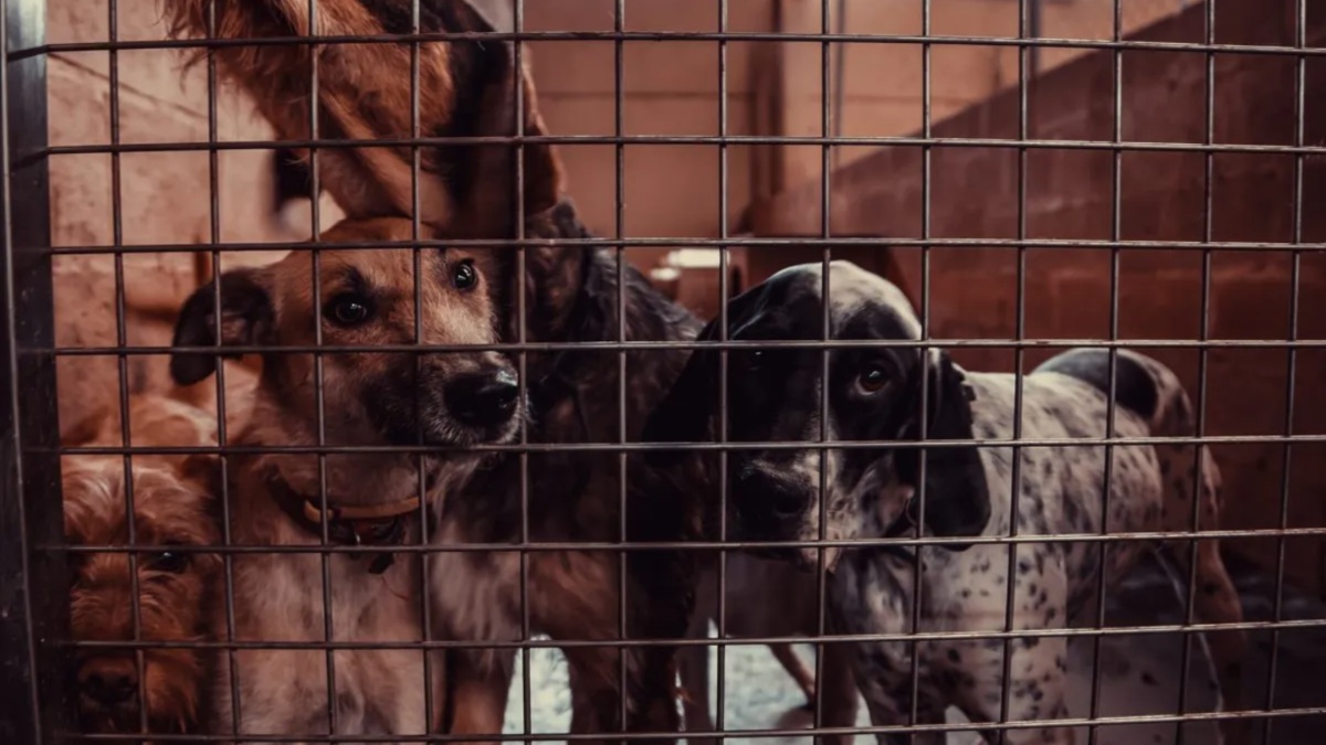 Finding a Good Dog Breeder