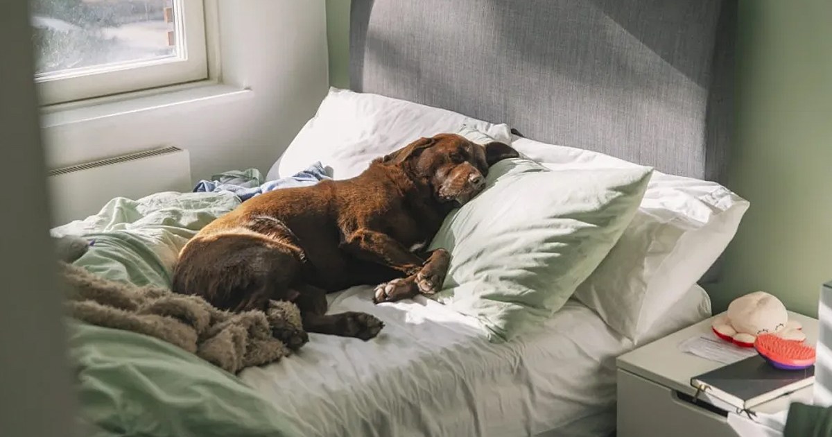 Pup Gives Perfect Response to TikTok 'Dogs Should Not Sleep in the Bed