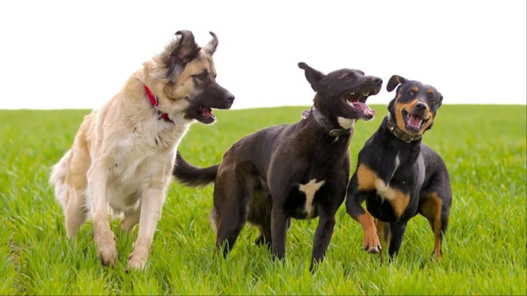 Three unleashed dogs running in a field, like the three involved in fatal dog mauling in Detroit