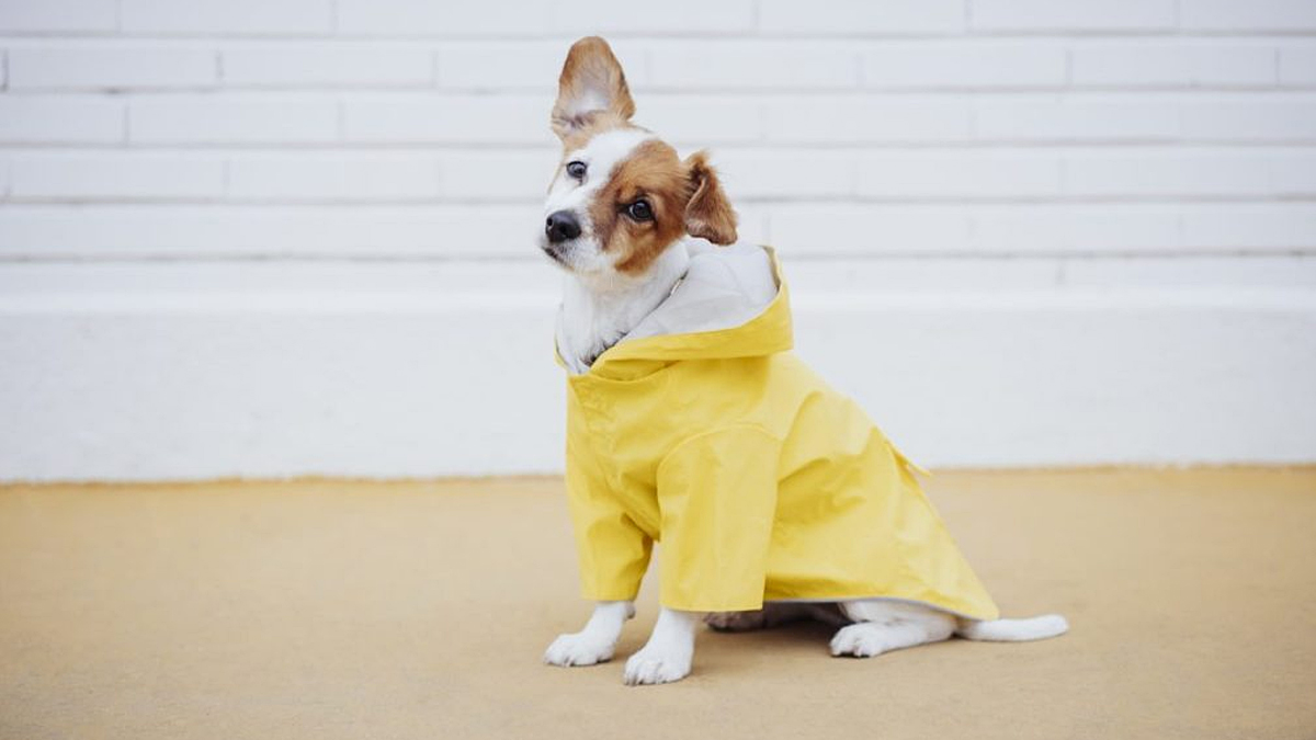 Grammys 2024 Dog in Raincoat Steals the Show in Viral Video