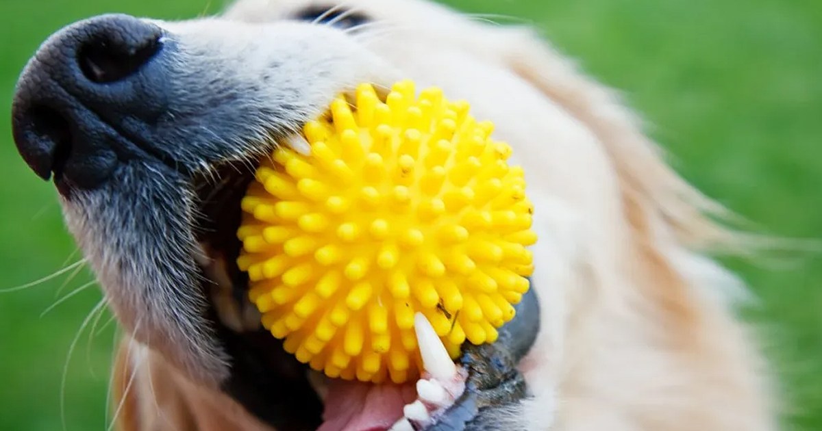 How Many Colors Can Dogs See? Are They Color Blind?