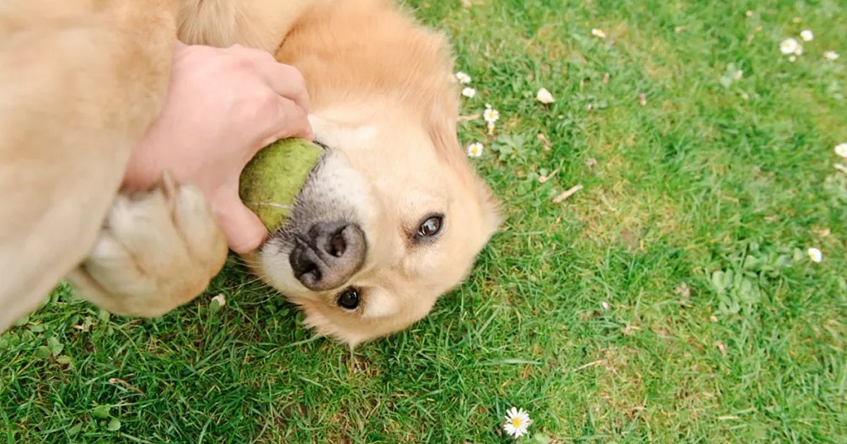 Indestructible Dog Toys That Can’t Be Destroyed & With Lifetime Guarantees