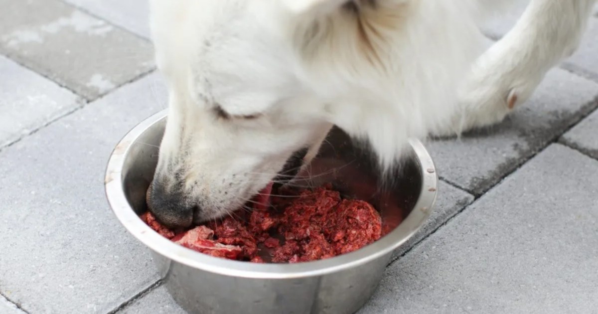 What Dogs Need High Protein Food: Elevating Your Dog's Diet for Optimal ...