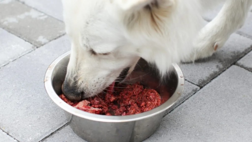 A white dog eating raw meat from the bowl, a Houston-based vet has warned dog owners against feeding their pets raw meat dog diet