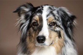 Australian Shepherd dog, similar to the dog who got shot by a real estate agent in Iowa.