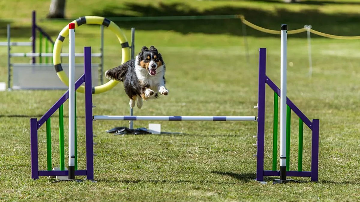 Rescue hot sale dog agility