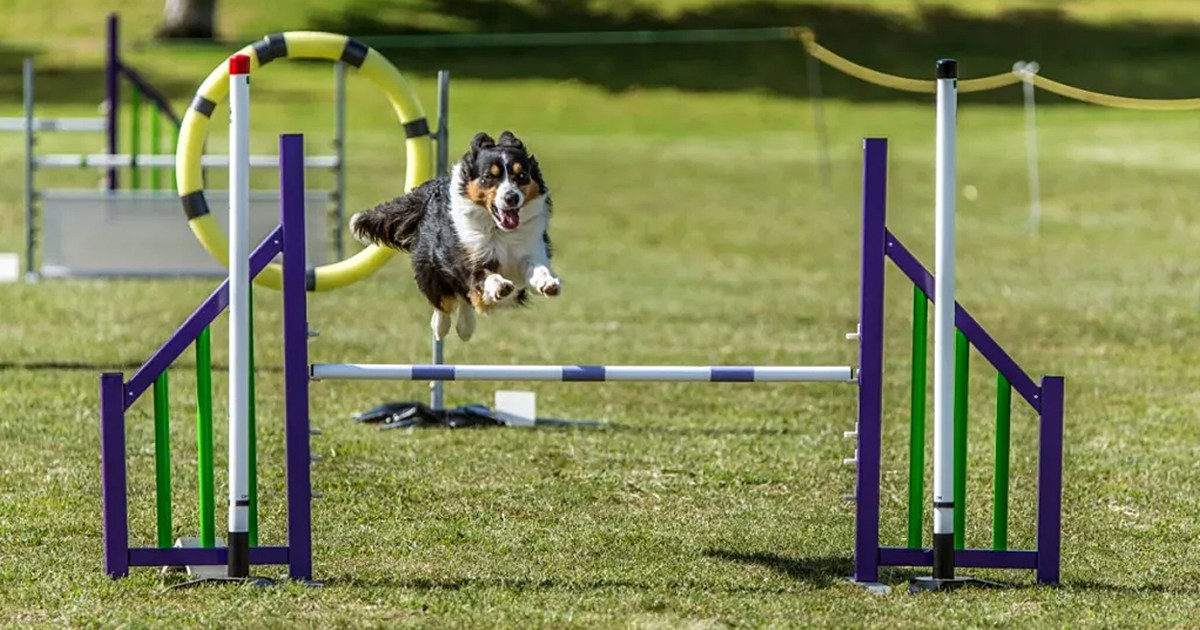 Rescue Dog Set to Showcase Agility at Crufts 2024