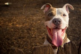 A happy Pit Bull Terrier standing on the other side of the fence with tongue out, like the shelter dog adopted after waiting for more than 400 days