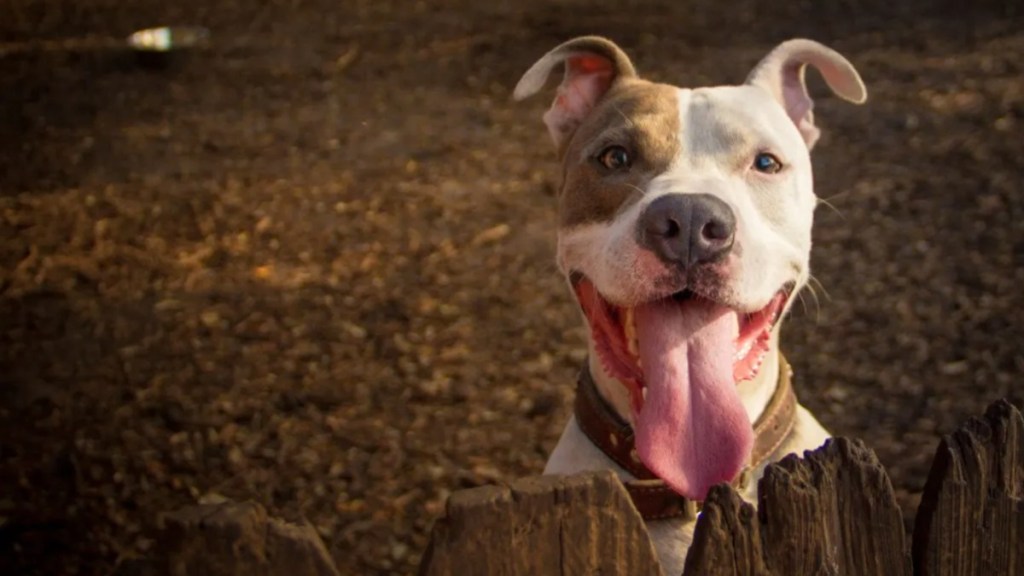 A happy Pit Bull Terrier standing on the other side of the fence with tongue out, like the shelter dog adopted after waiting for more than 400 days