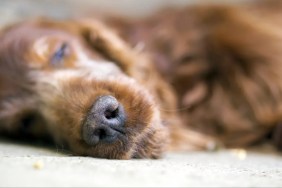 A dog sleeping, shelter dogs have been more euthanized than cats in 2023.