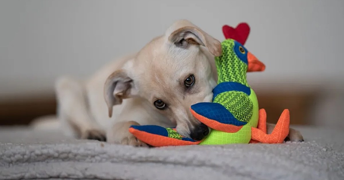 Silent Squeaker Dog Toy What Is It & Where To Buy