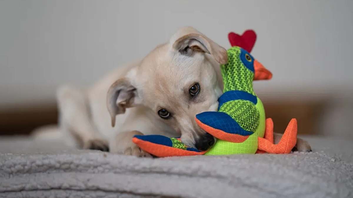 Top 10 dog toys DogTime