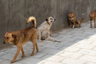 stray dogs Istanbul