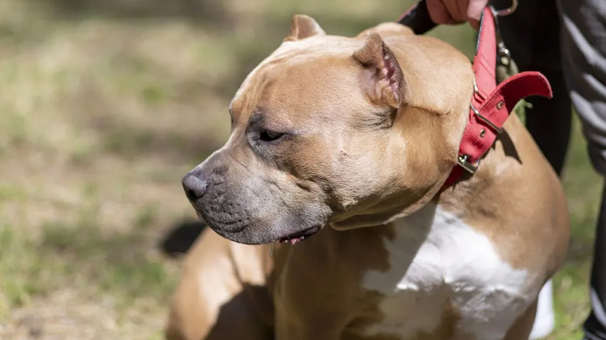 Thousands Of Bully XL Owners Apply For Breed Ban Exemption   Xl Bully Dog Attack 