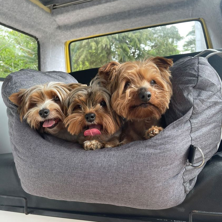 Three dogs in FunnyFuzzy car seat.
