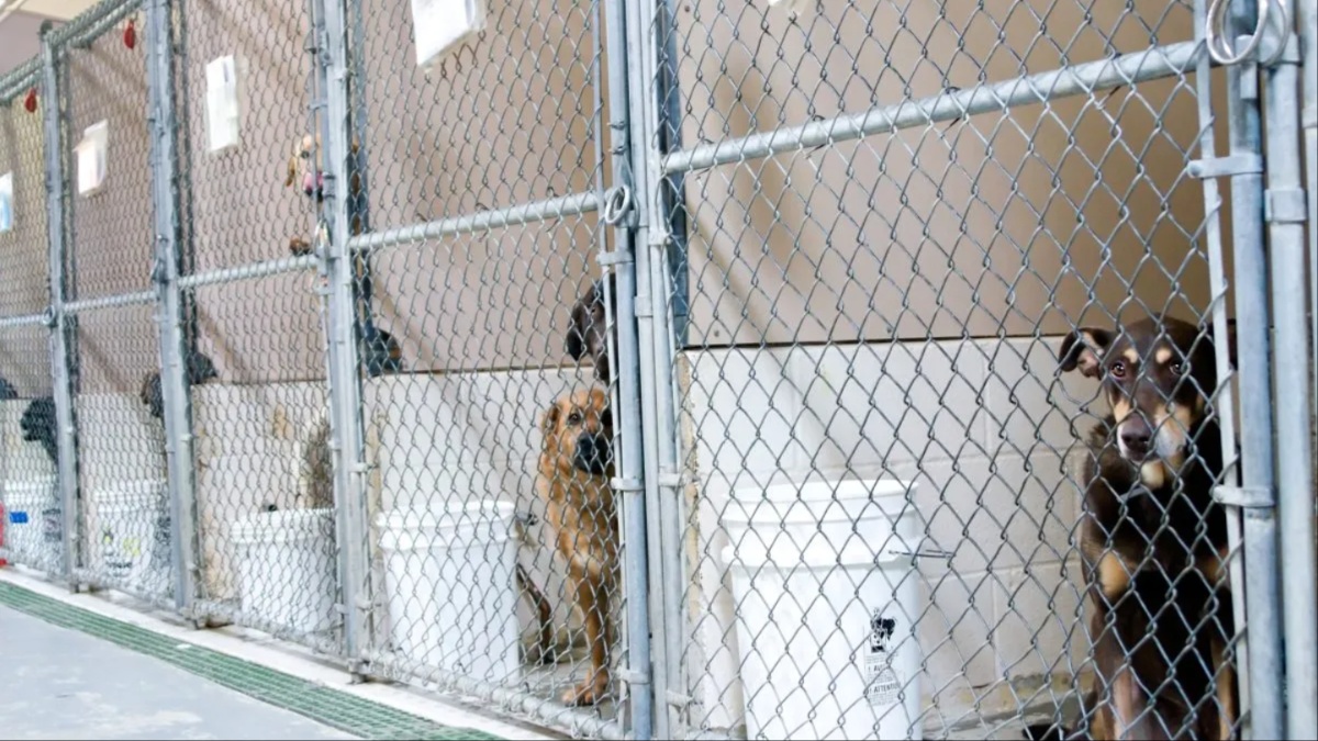 81 Dogs Arrive at North Carolina Shelter in 2 Days