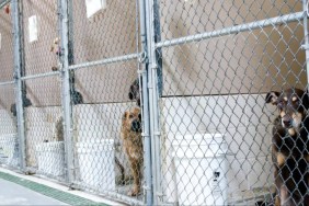 Shelter dogs in kennels awaiting adoption, 81 dogs arrived at a shelter in North Carolina within two days
