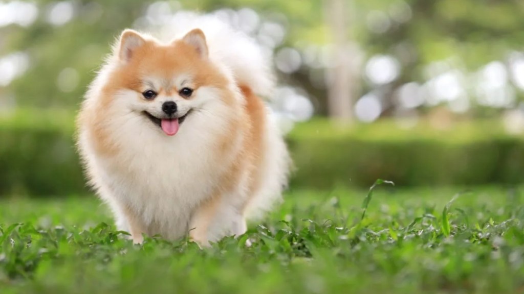 A Pomeranian walking on a field with green grass with tongue out, a mother bear attacked a woman and her Pomeranian in Pennsylvania