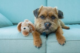 Border Terrier dog with toy.