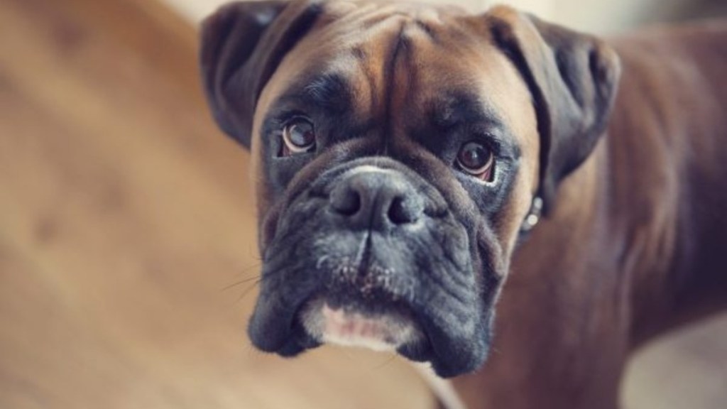 Close-up of a Boxer dog, a Boxer mix rescue dog in Indiana has started her new role as a therapy and gun detection dog.