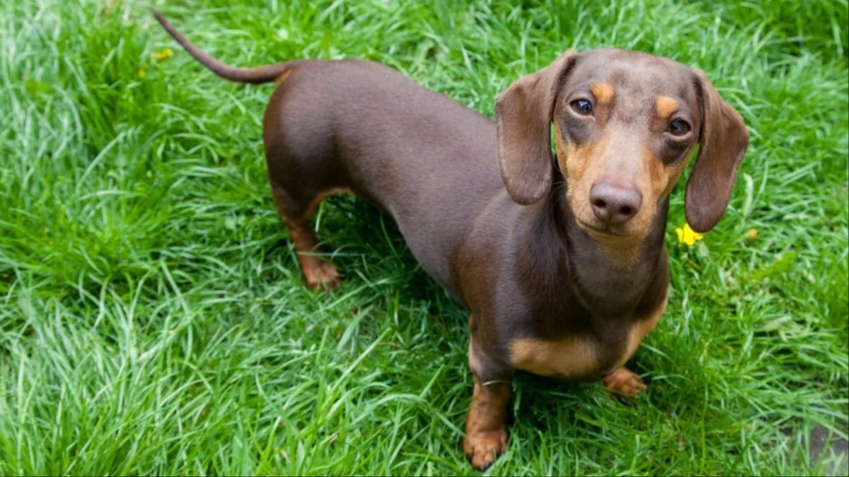 Dachshund & Seal's Friendship Reignites Hearts in Viral TikTok Video