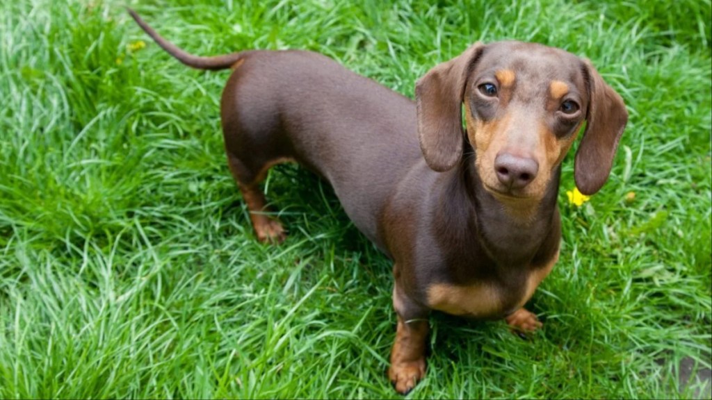 A Dachshund standing in an area with long green grass, like the one in the Dachshund and seal Tiktok video