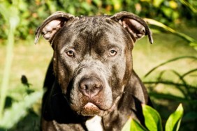A close-up of a black PIt Bull looking into the camera, a Pit Bull dog attack left an infant dead