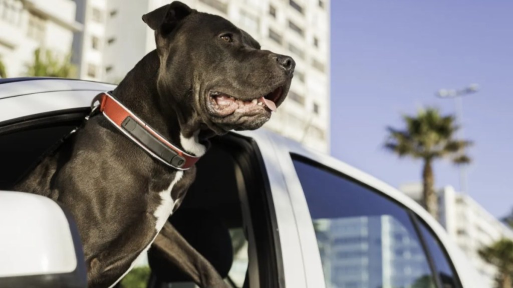 A Pit Bull hanging out of a car's window, like Chester who went to his new home in a limo ride.