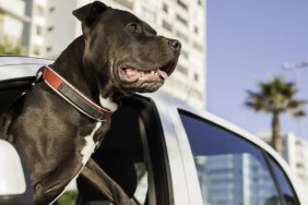 A Pit Bull hanging out of a car's window, like Chester who went to his new home in a limo ride.