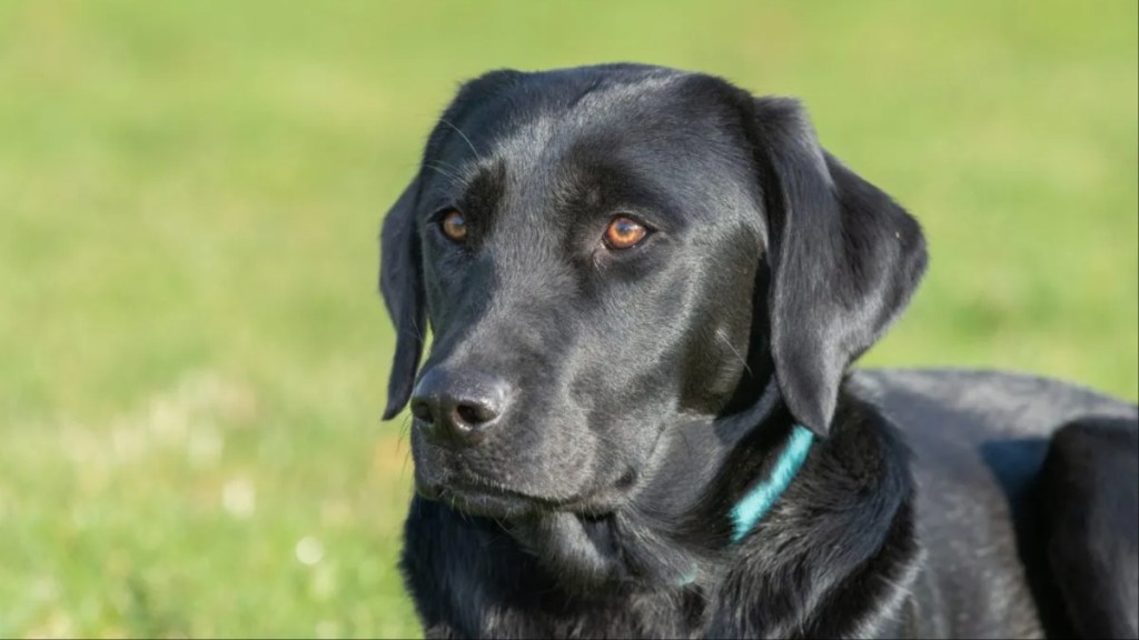 Close up portrait of a black Labrador.