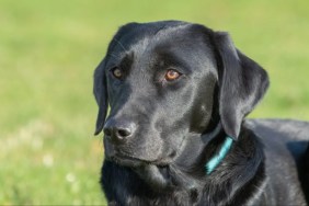 Close up portrait of a black Labrador.