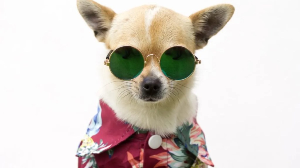 A Chihuahua wearing Hawaiian shirt and sunglasses, like Bao the Chihuahua, who travels the world with his owner.