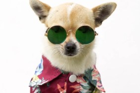 A Chihuahua wearing Hawaiian shirt and sunglasses, like Bao the Chihuahua, who travels the world with his owner.