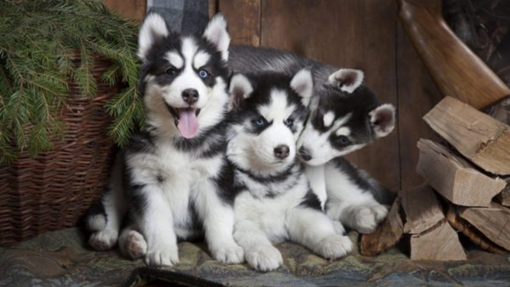 Husky puppies, Forbes recently conducted a survey about least expensive U.S. states to buy a dog.