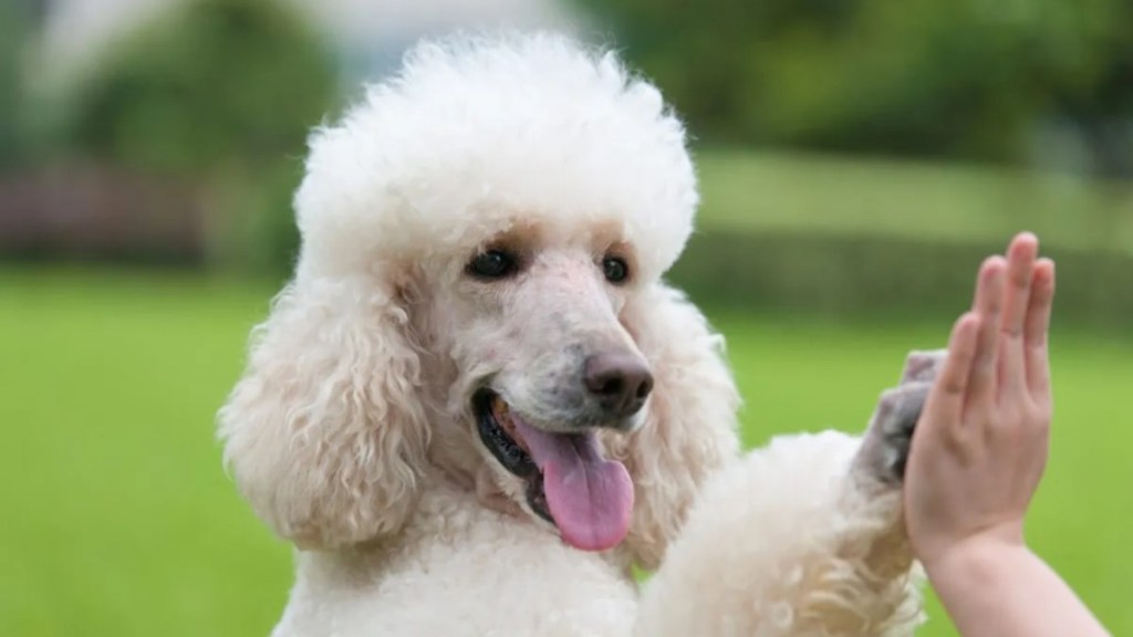 A cheerful Poodle giving a high-five to someone, a new study has found that dogs help with stress