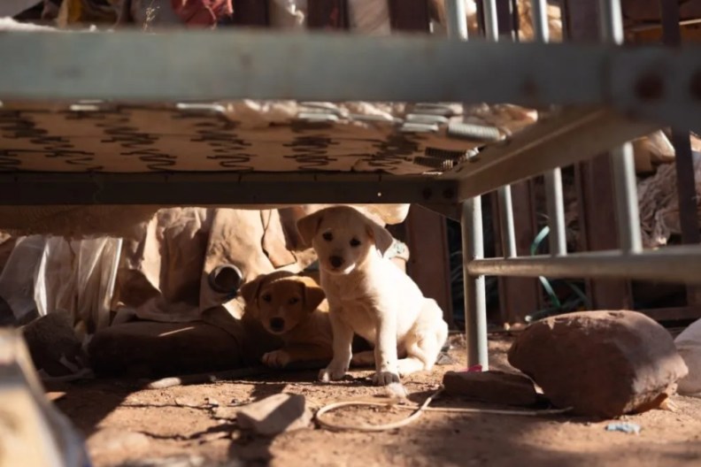 Dogs living a filthy home environment, like the 86 dogs rescued from a hoarding situation in Ceres, California