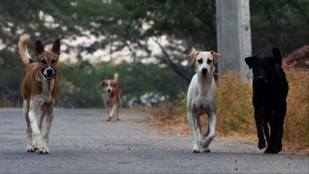 Four unleashed dogs running down a road, like the Texas dogs involved in a fatal dog attack