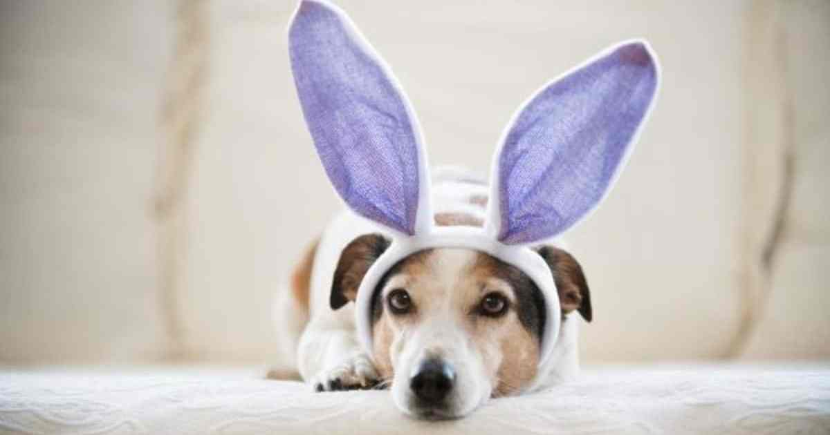 Are Lilies & Daffodils Harmful & Toxic? Easter Dog Safety Explained