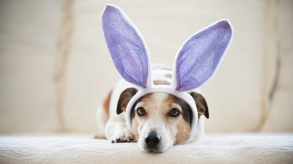 Cute Jack Russel dog wearing rabbit's ears during Easter holidays.