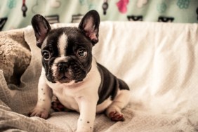A 7 week old French Bulldog puppy sitting on warm blankets.