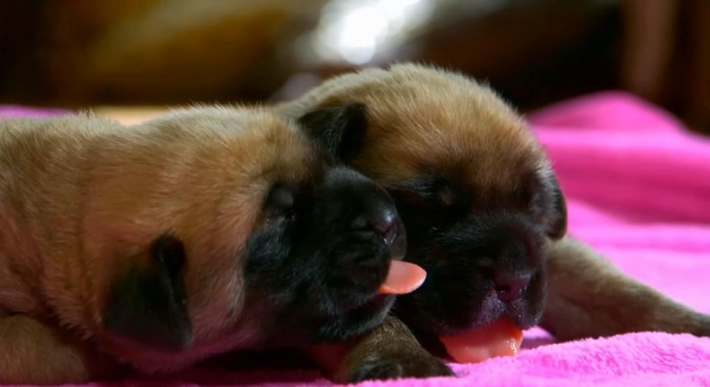 Two adorable English Mastiff puppies.