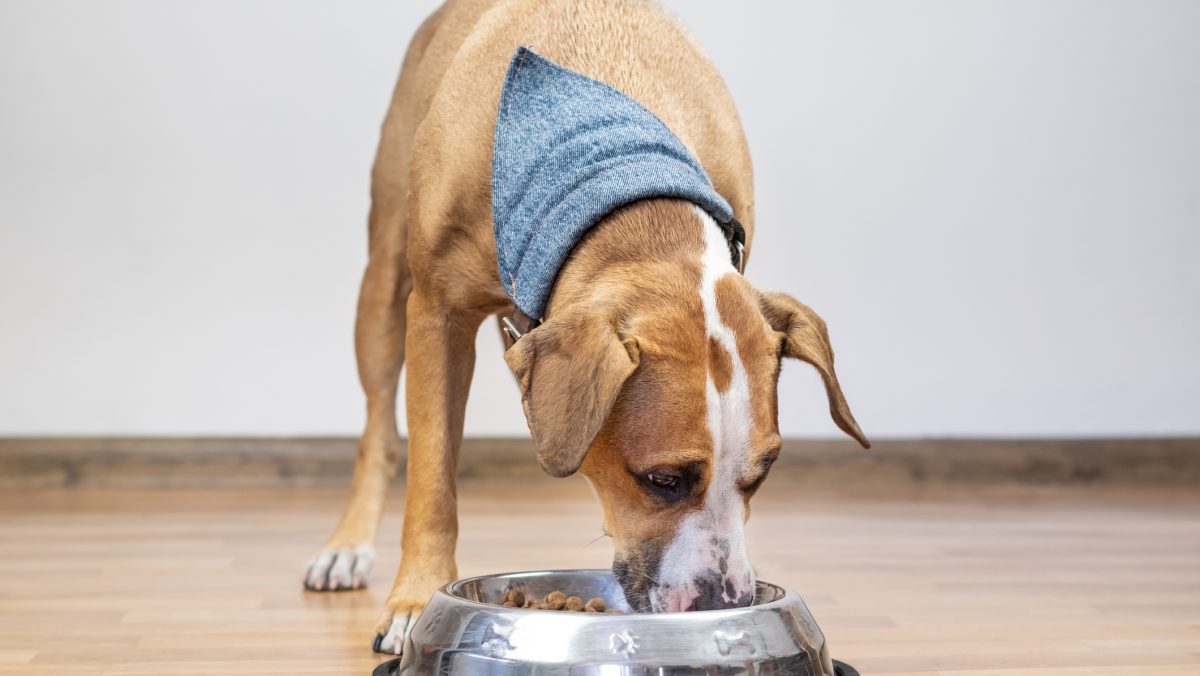 Purina Beneful Has the Dog Food Brand Issued a Recall in 2024