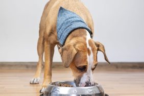 Brown dog eating dog food from a metallic bowl, the last Purina Beneful dog food recall occurred in 2016.